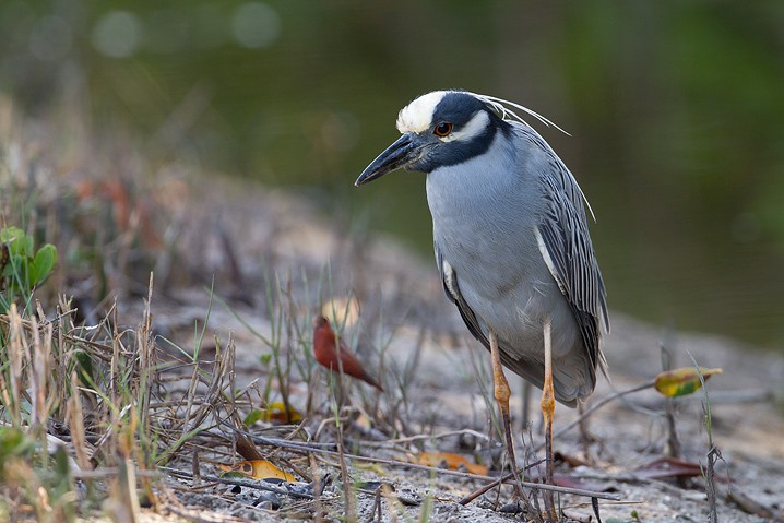 Krabbenreiher Nyctanassa violacea Yellow-crowned Night Heron